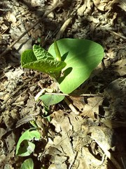 Aristolochia pallida