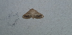 Idaea inclinata