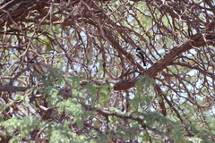 Batis pririt affinis