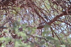 Batis pririt affinis