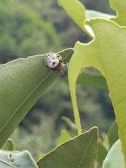 Bijoaraneus