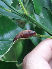 Macroglossum divergens