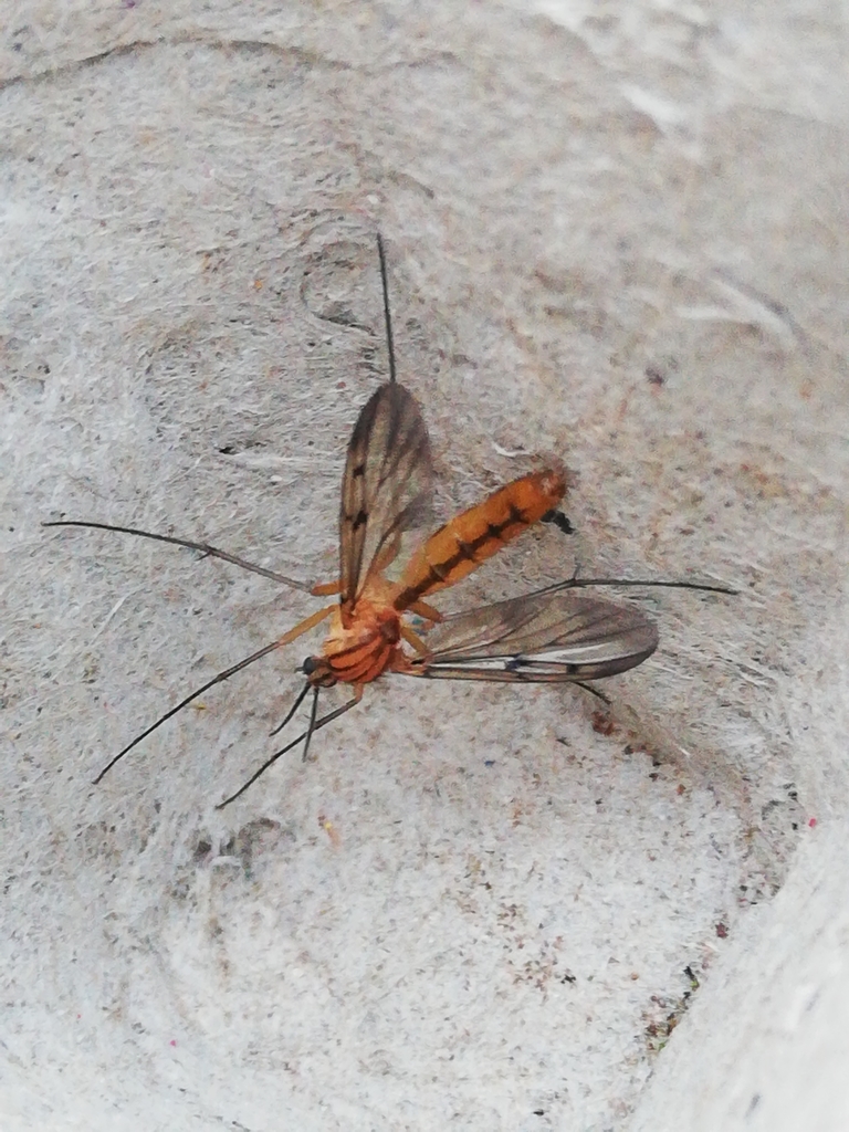 Neoempheria striata