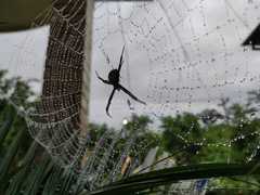 Argiope