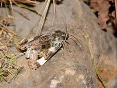 Acontia lucida