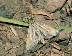 Brachodes fallax
