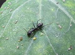 Camponotus