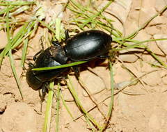 Carabus namanganensis