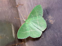 Chlorissa gigantaria