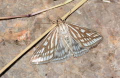 Loxostege clathralis