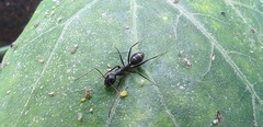 Camponotus