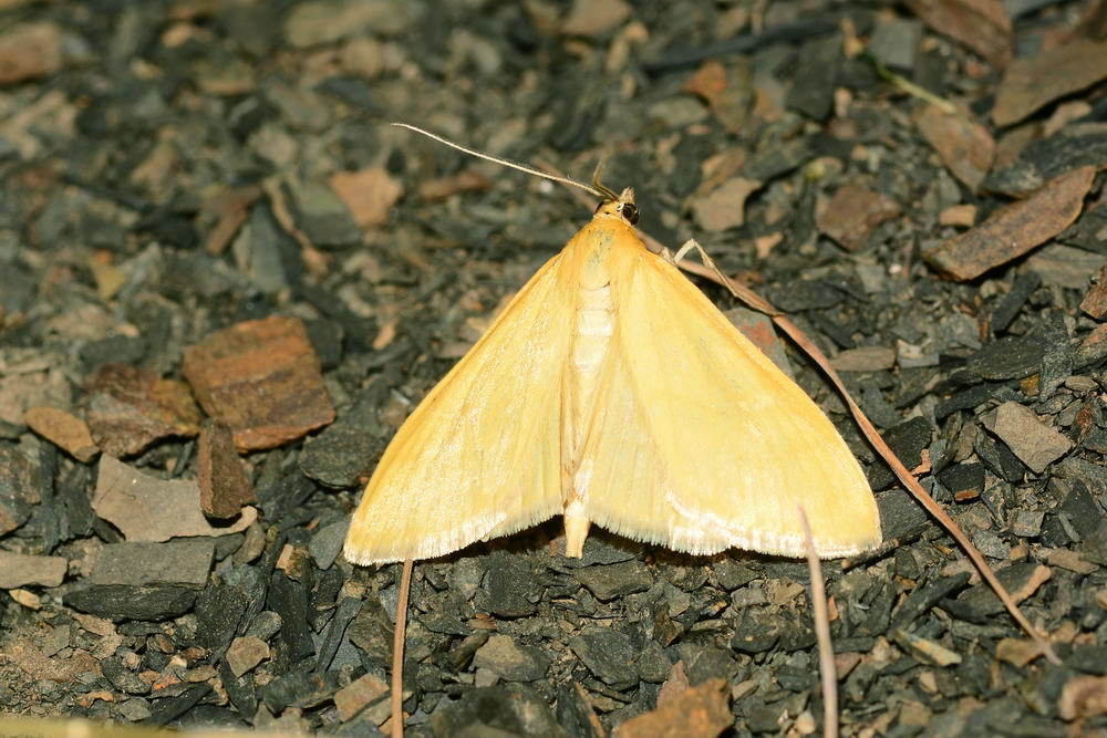 Sitochroa concoloralis