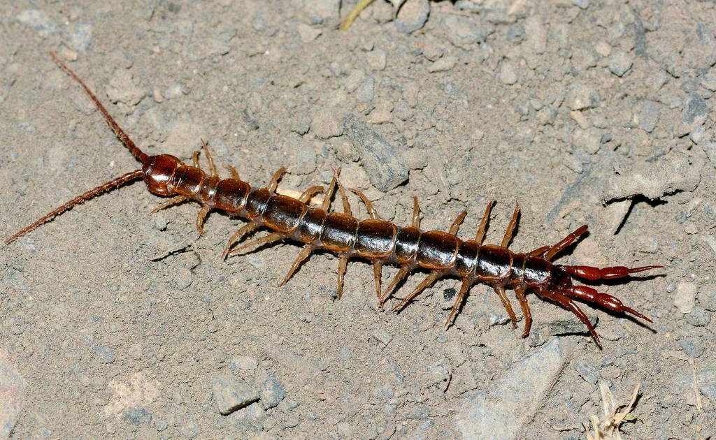 Hessebius