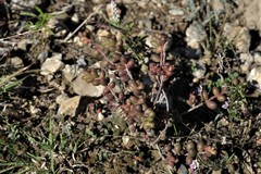 Sedum stahlii
