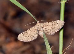 Eupithecia stigmaticata