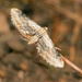 Eupithecia accurata - Photo (c) Pavel Gorbunov,  זכויות יוצרים חלקיות (CC BY-NC), הועלה על ידי Pavel Gorbunov