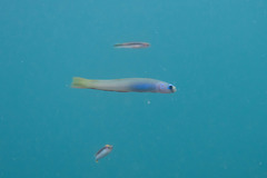 Ptereleotris monoptera