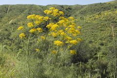 Ferula tenuisecta