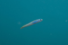 Ptereleotris monoptera