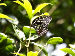 Hestina assimilis formosana