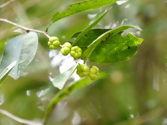 Hestina assimilis formosana