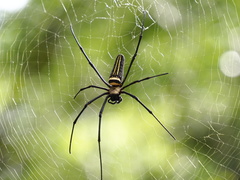 Hestina assimilis formosana