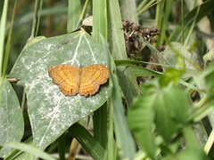 Hestina assimilis formosana