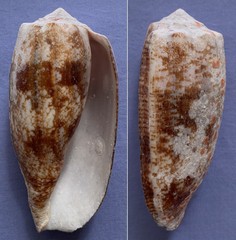 Conus geographus