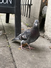 Columba livia domestica