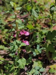 Scutellaria humilis