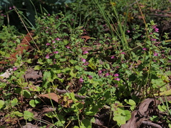 Scutellaria humilis