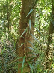 Freycinetia excelsa