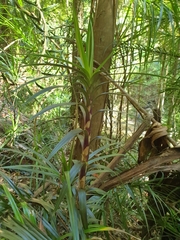 Freycinetia excelsa
