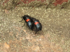 Astylus aulicus