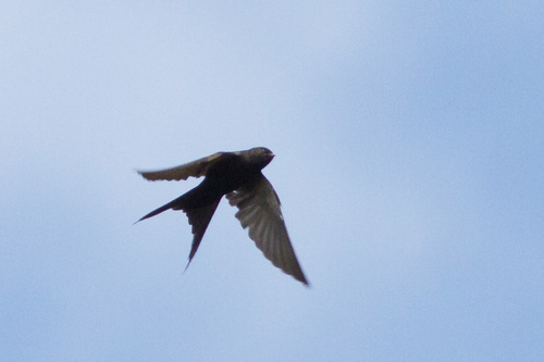 Black Sawwing