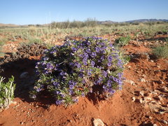 Aptosimum albomarginatum