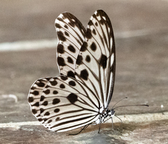 Ideopsis gaura