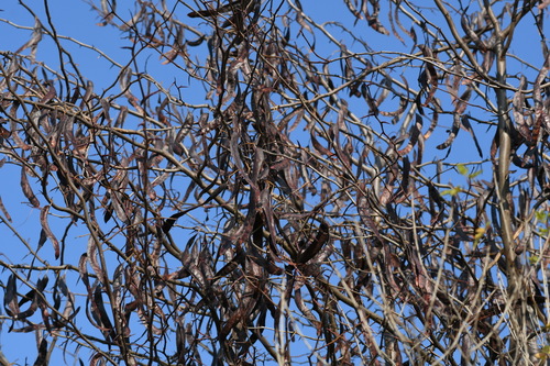 honey locust