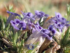 Aptosimum albomarginatum