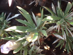 Aptosimum albomarginatum
