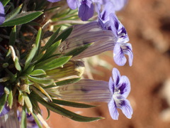 Aptosimum albomarginatum