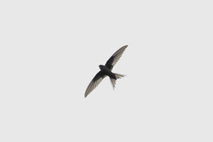 Black Saw-Wing photo 3