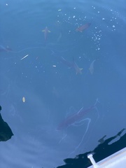 Caranx ignobilis