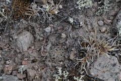 Mammillaria hernandezii