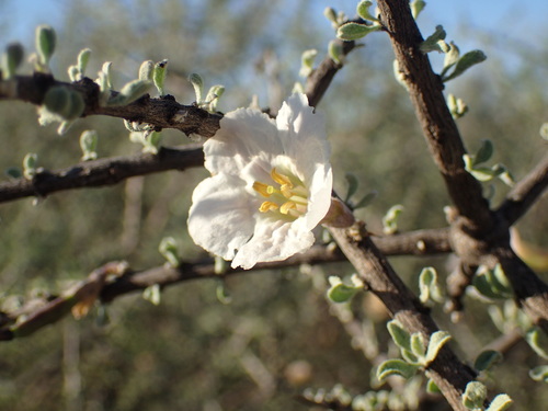 How to identify Rhigozum trichotomum Burch.