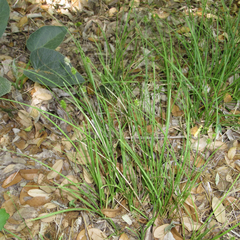 Carex tetrastachya