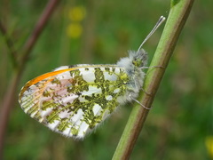 Anthocharis cardamines