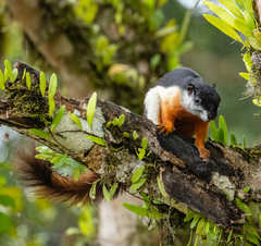 Callosciurus prevostii