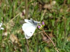 Anthocharis cardamines