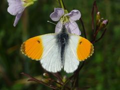 Anthocharis cardamines